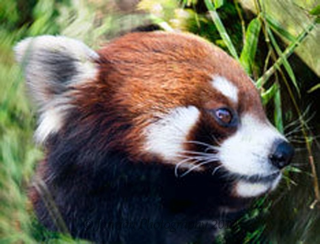 Red Panda Profile