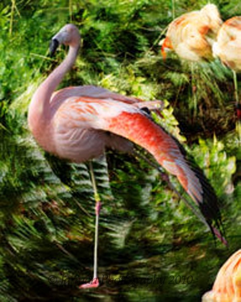flamingo twirl