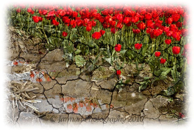 red tulips dried earth reflection crackled