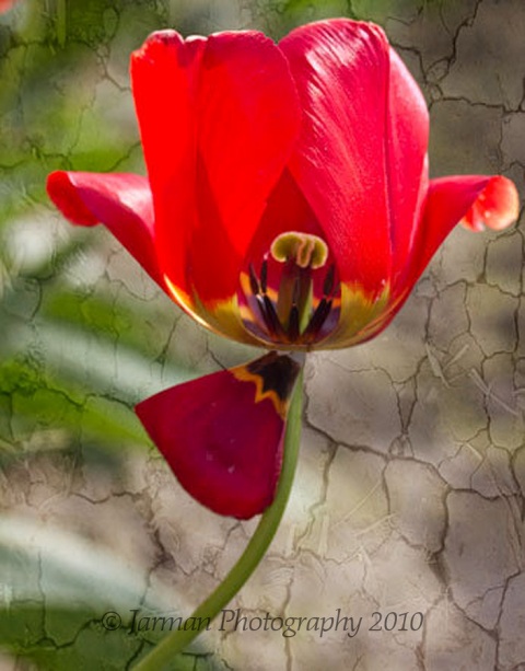 red tulip crackled