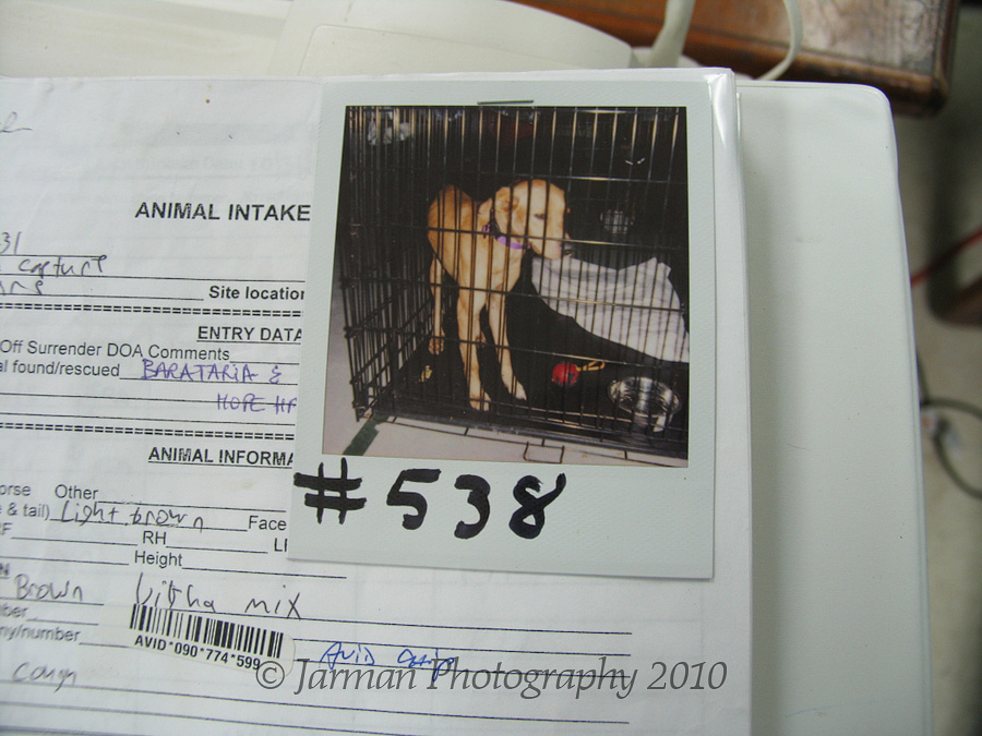 Poloroids taken of rescued animals