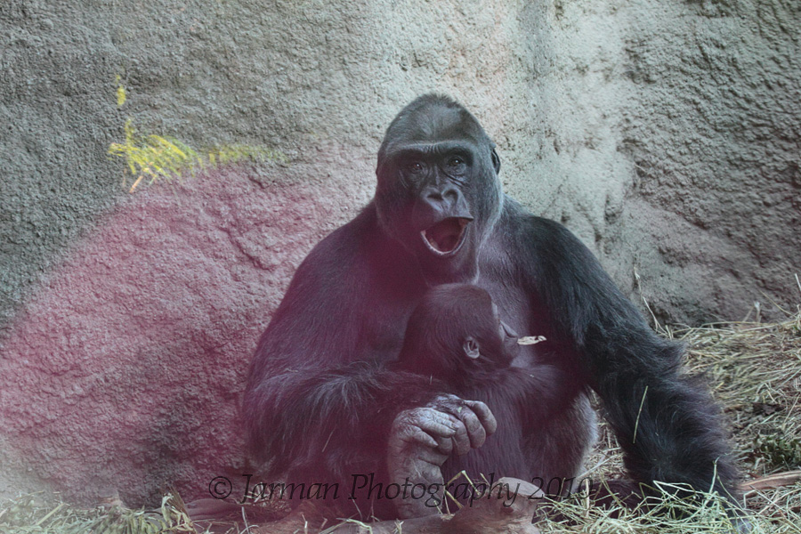 1221 Gorilla and baby