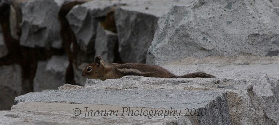 Chipmunk