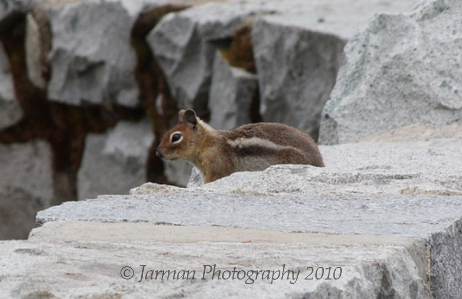 Chipmunk