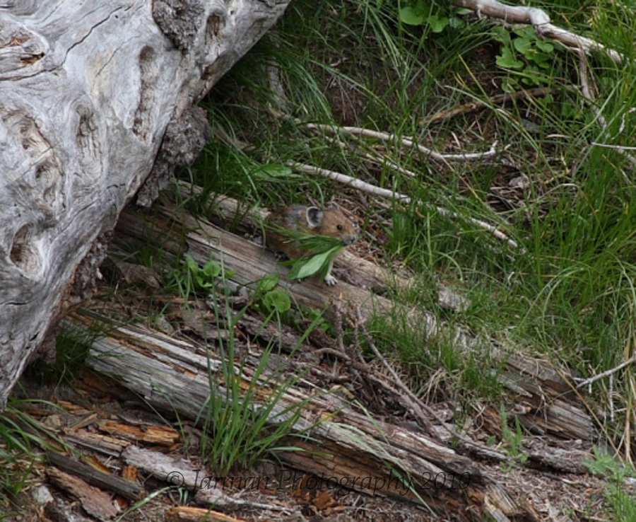 Pika gathering greens