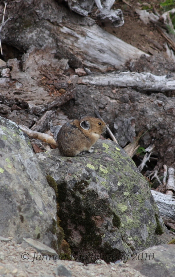 Pika