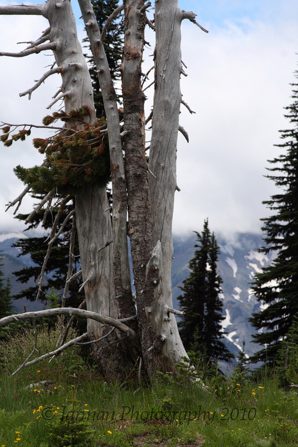 Dead tree