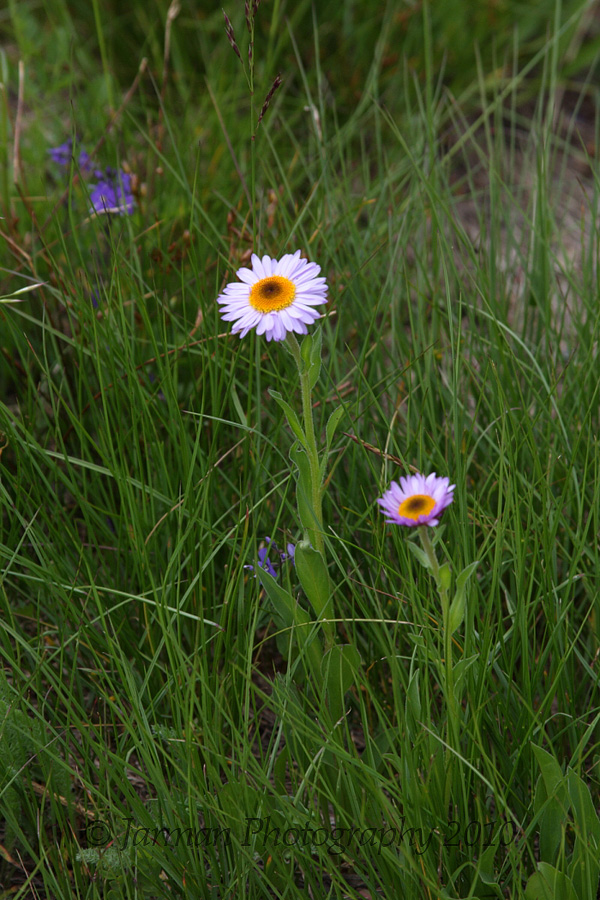 wildflowers