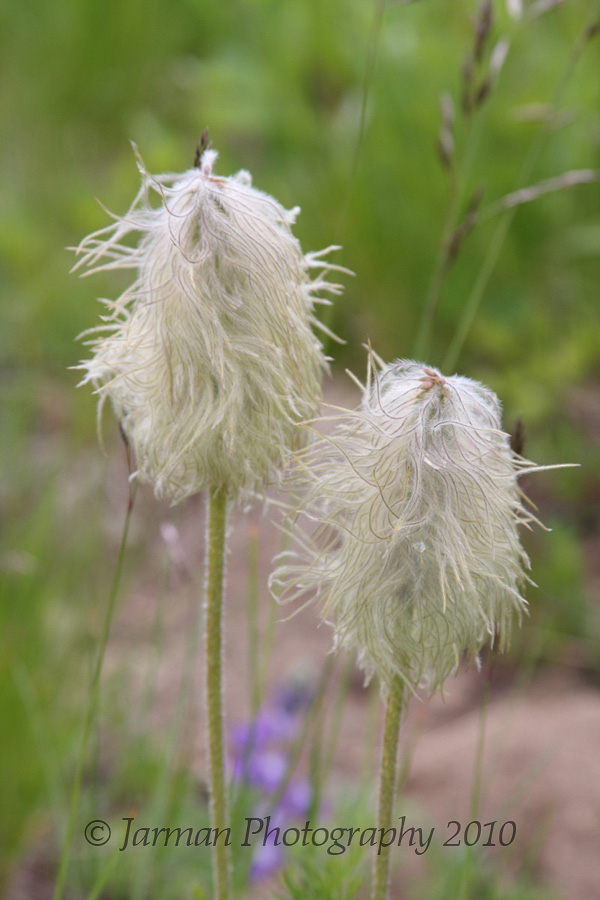 Cousin it? No, more wildflowers