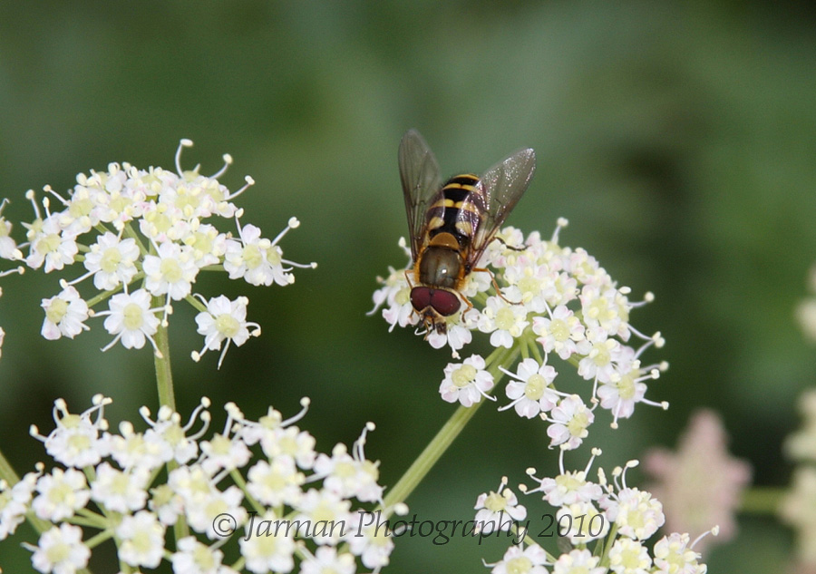 Bee on a flower