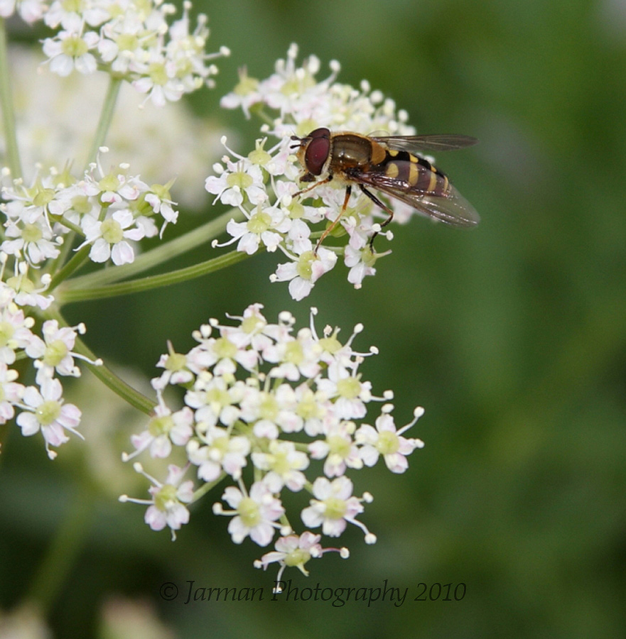 bee closeup