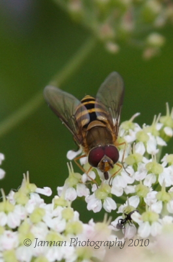 A working bee
