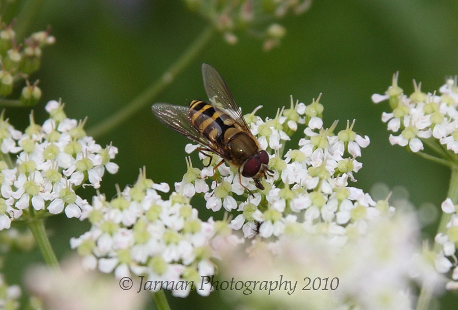 a bee