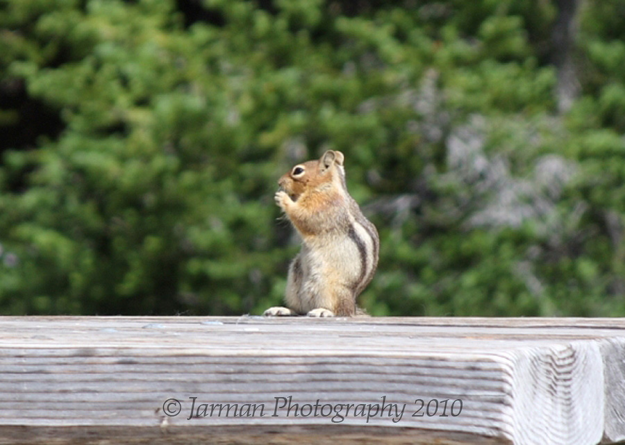 Chipmunk on a picnic table