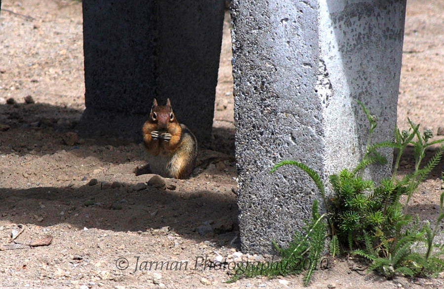 A Chipmunk with full jowels