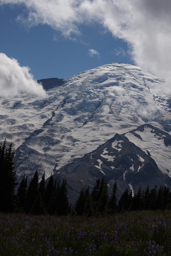 Mount Rainier with wildflowers