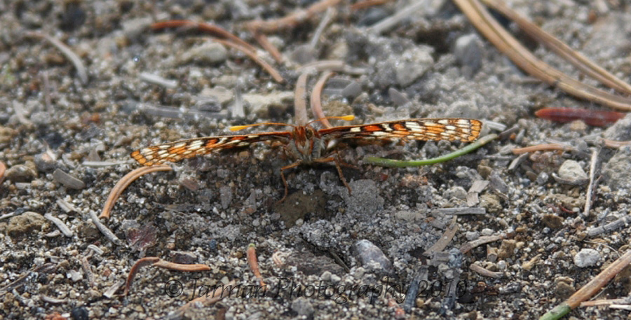 Butterfly closeup
