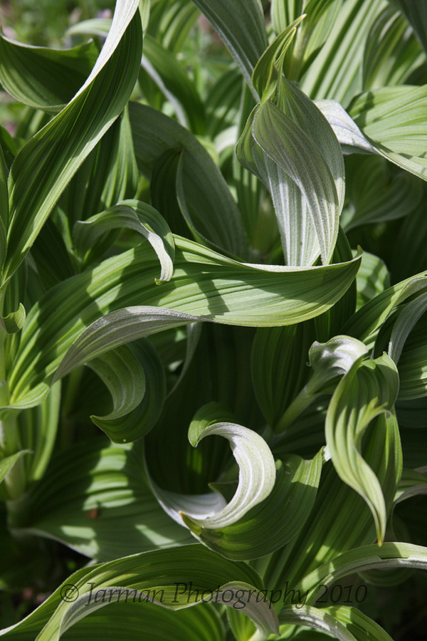 Greens