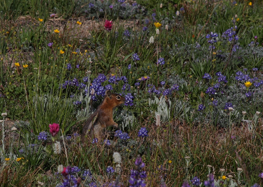 Chipmunk in the wildflowers