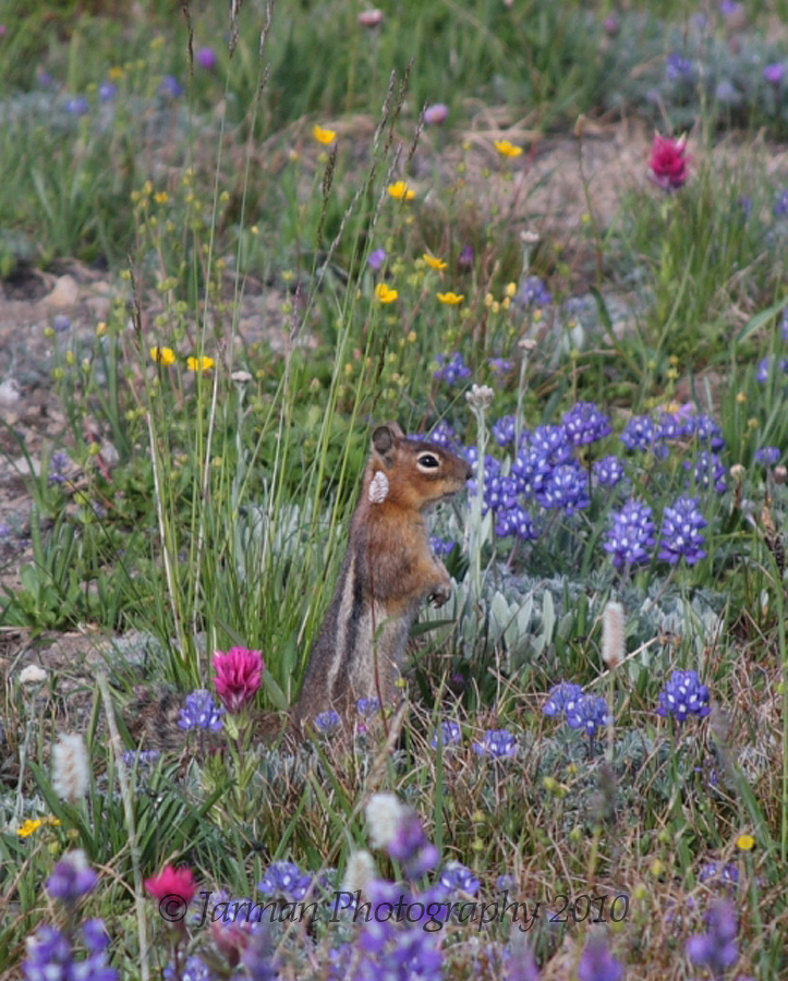 Chipmunk on the alert