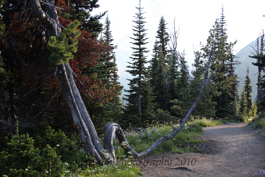 loved this fallen tree trunk