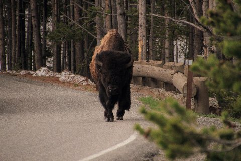 bison head on