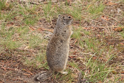 Uinta Squirrel Standing